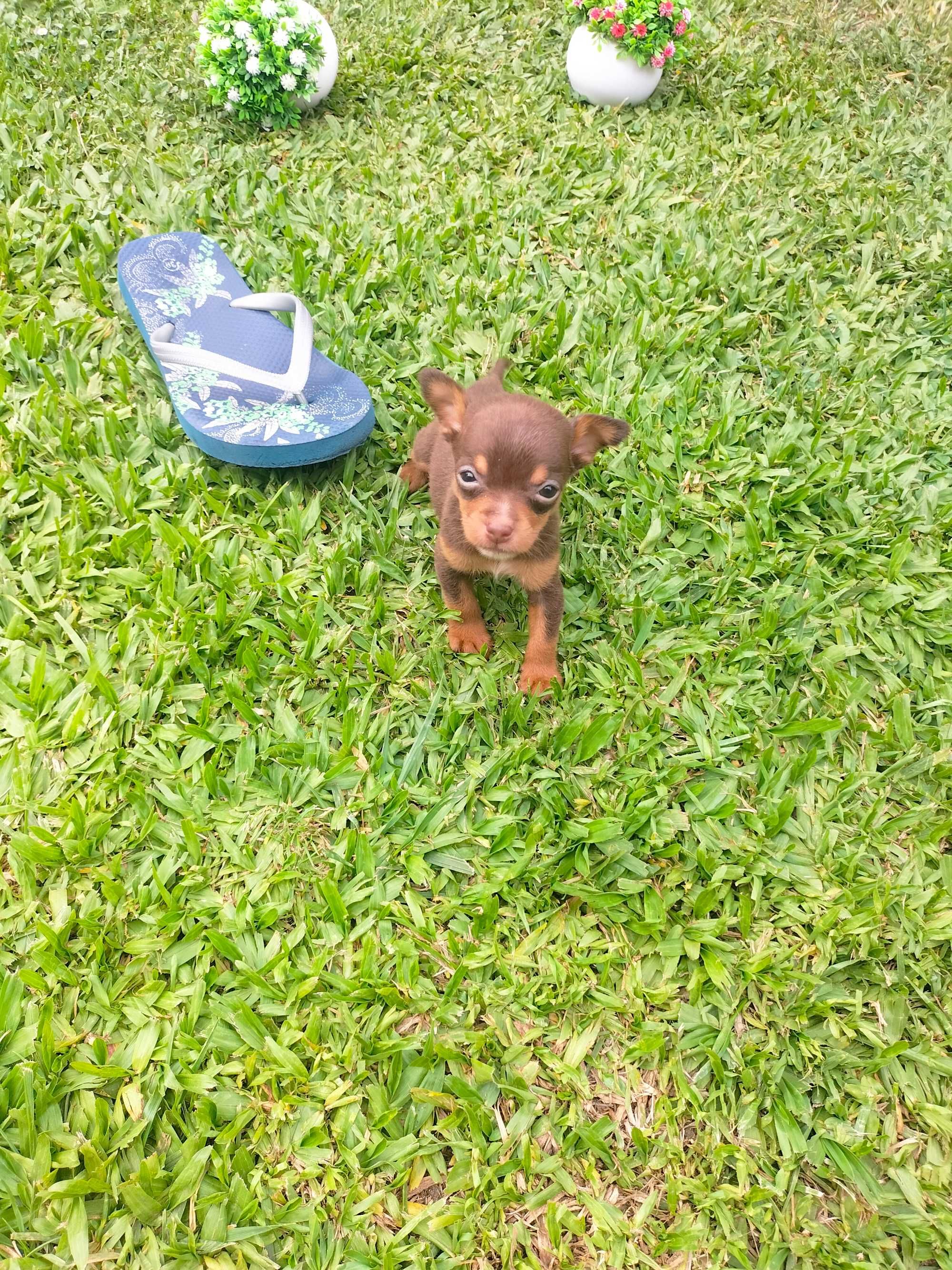 Pinscher chocolate super mini