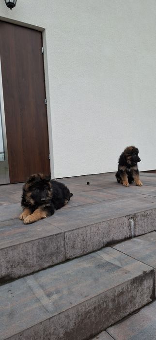 Owczarek Niemiecki Długowłosy Szczeniak