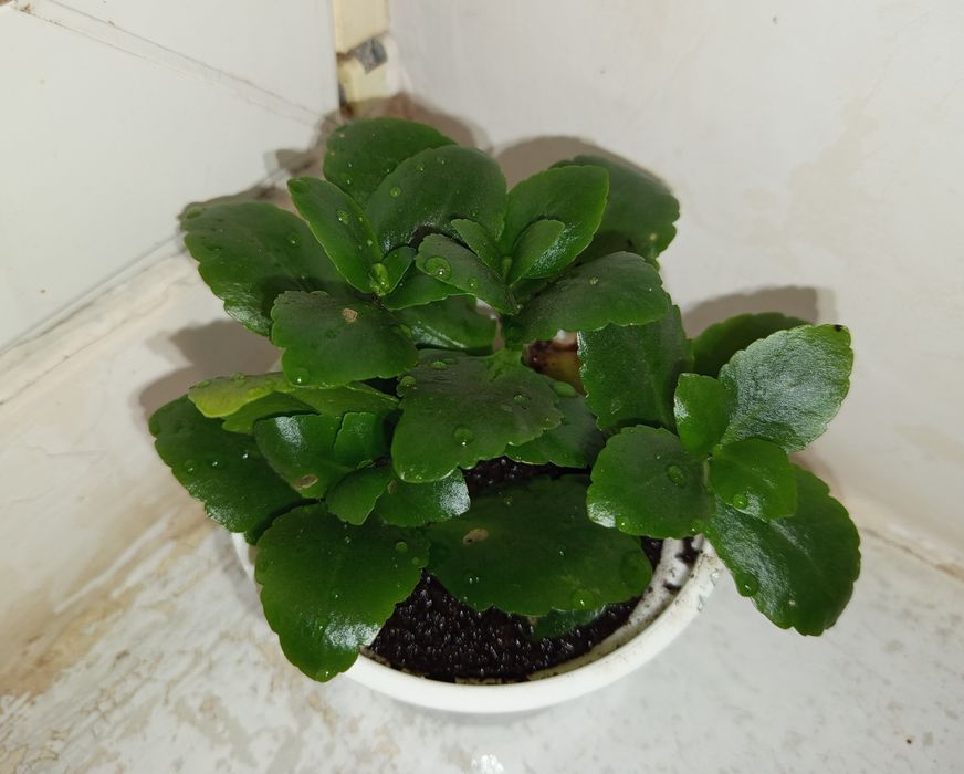 Віддам безкоштовно каланхоє блоссфельда