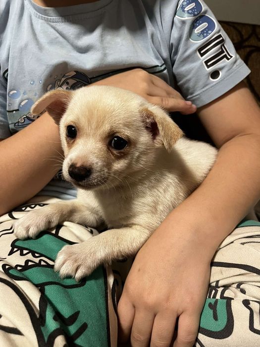 Chihuahua szczenięta