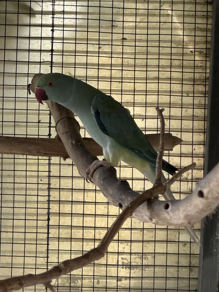 Ring Necks - Aves de 2024