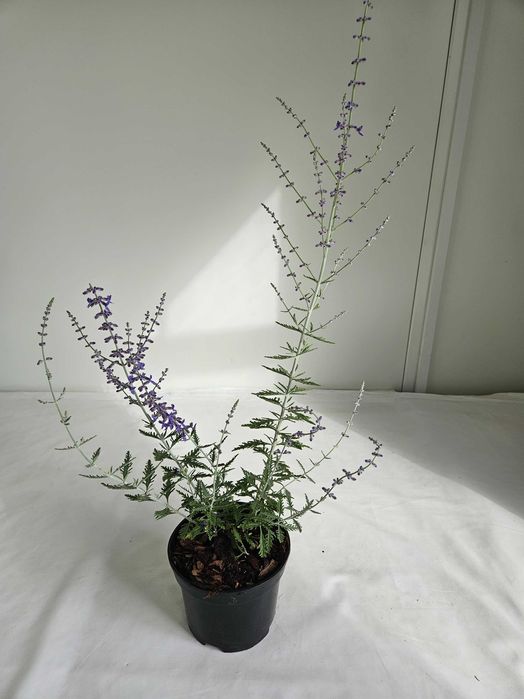 Perowskia Blue Spire 80cm C2 półkrzew o srebrzystych liściach