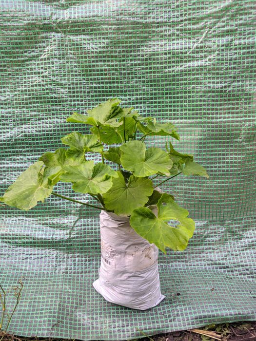 Герань пеларгонія калачики кімнатні рослини