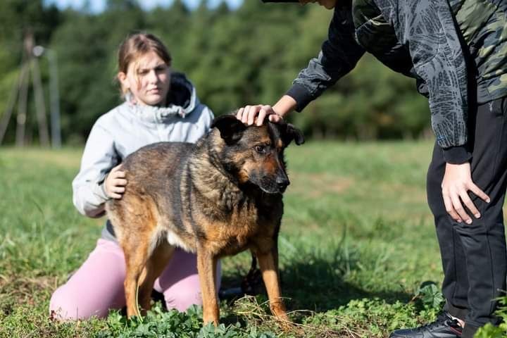 Bure psisko o imieniu WERON czeka na swojego człowieka!