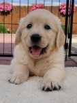Golden Retriever Piękny Zapraszam