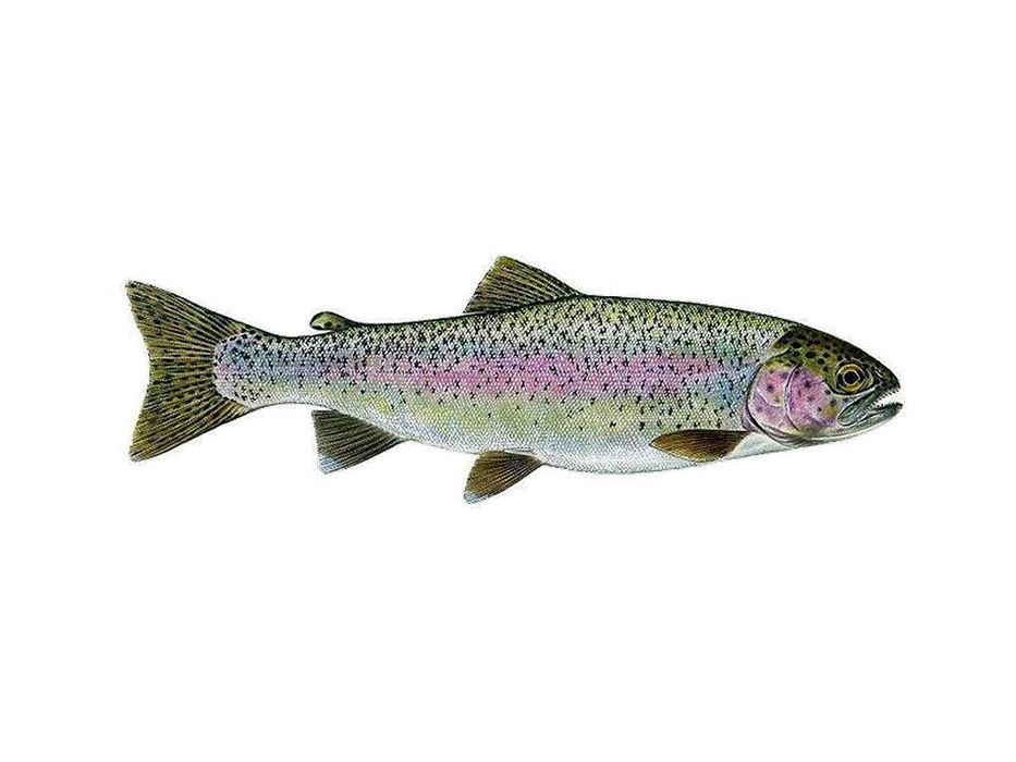 Amur narybek kroczek