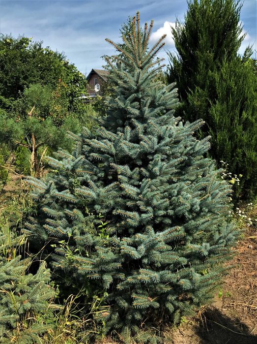 Ялинкі голубі (Ель голубая)