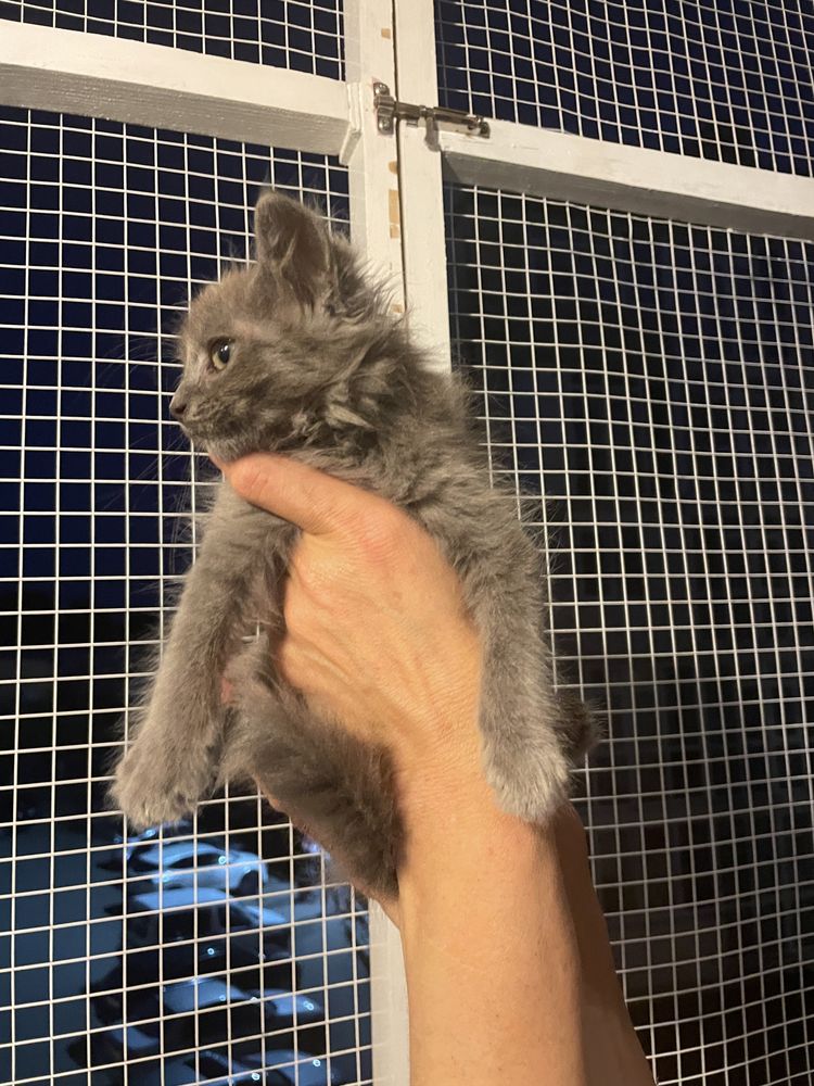 Кошеня котик киця кіточка