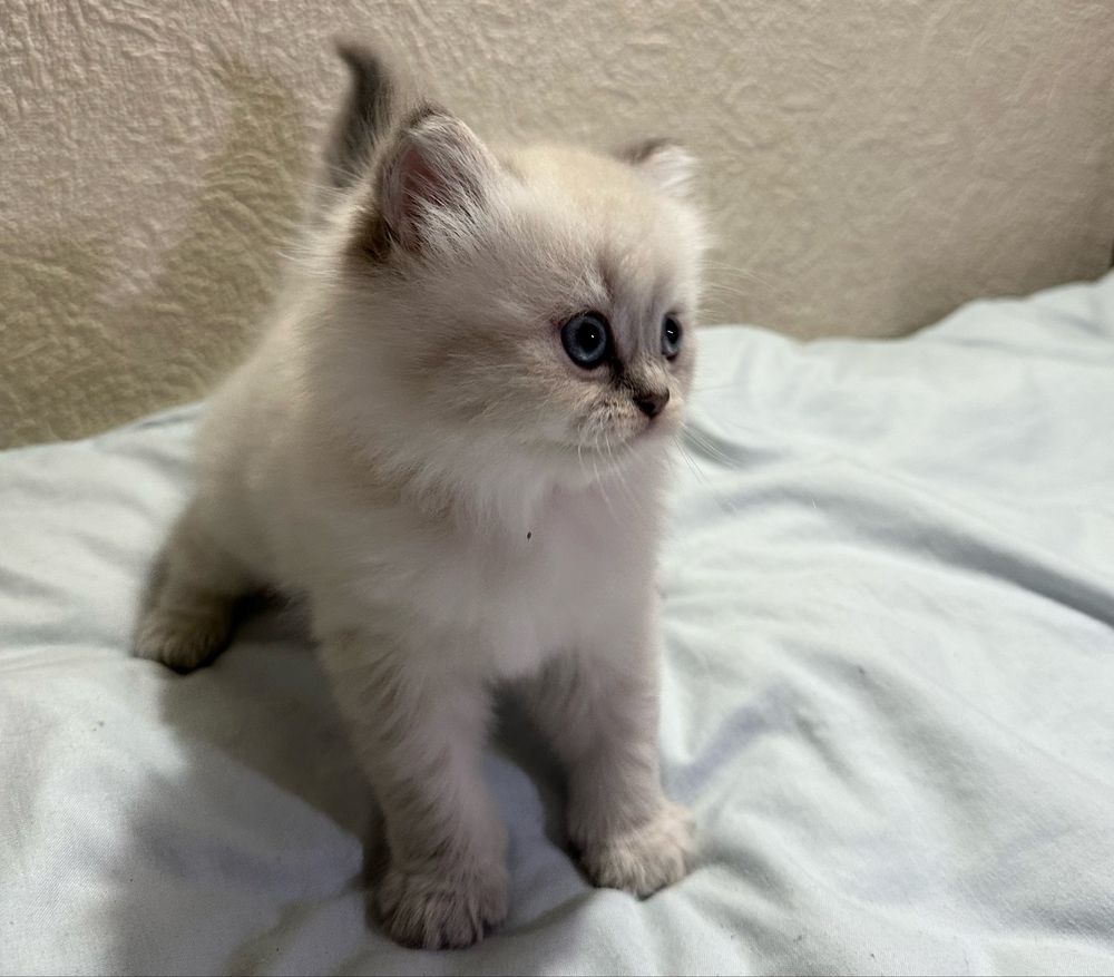 Британские котята
