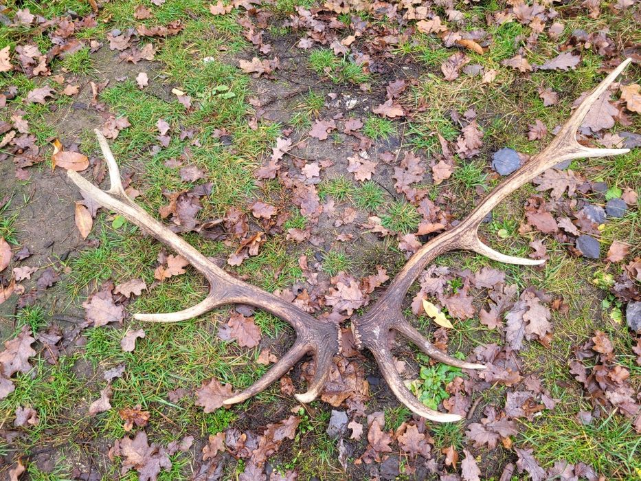 Poroża Para Jelenia