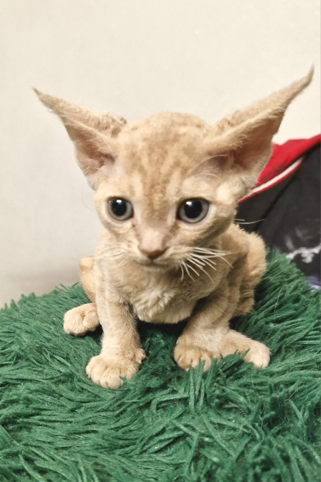 Salvador  karmelowy cudniasty Devon Rex chłopiec
