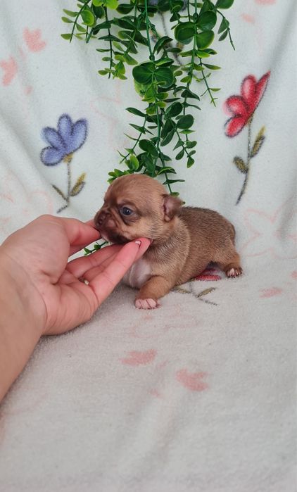 Excelente mini Chihuahua/Chiuaua Linhagem Russa,Qualidade