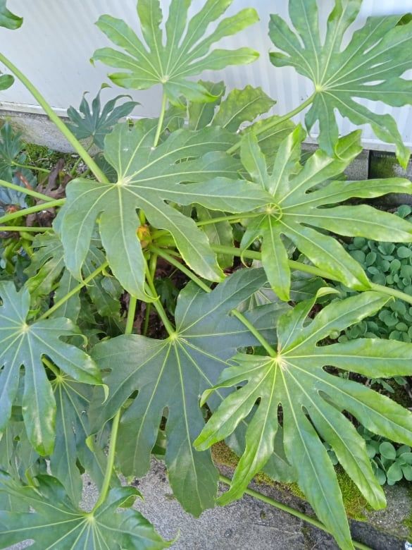 Planta bonita para jardim ou em vaso, servem para fazer arranjos