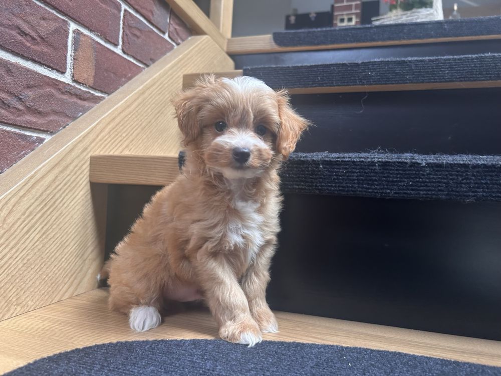 Maltipoo piesek f1