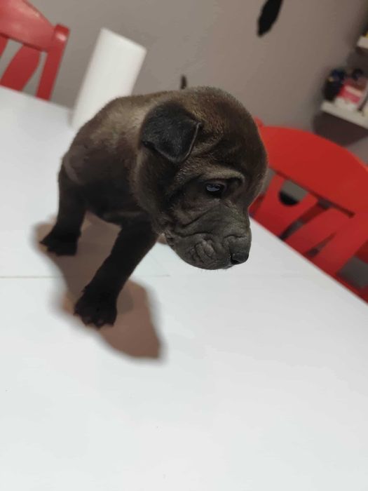 Último bebe sahapei ( puro ) a tua espera