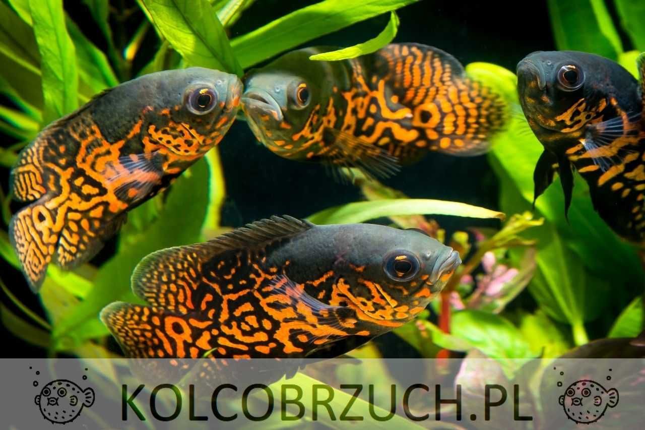 Pielęgnica pawiooka odmiana RED TIGER - Astronotus - dowóz, wysyłka