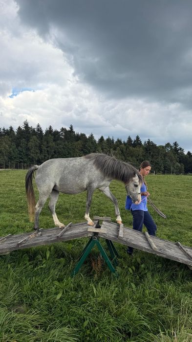 Klacz walijska Layla