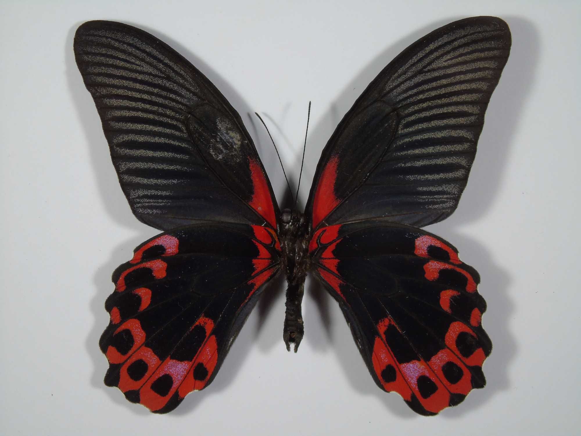 Motyl w ramce 22x17cm . Papilio rumanzovia .