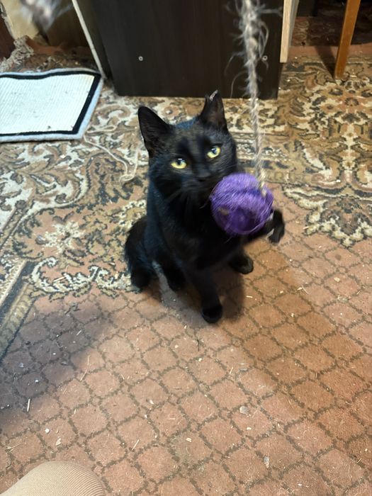 Mloda kotka szuka domu