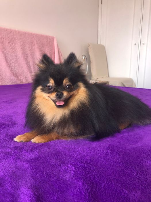 Lulu da Pomerânia Mini Olhos verdes