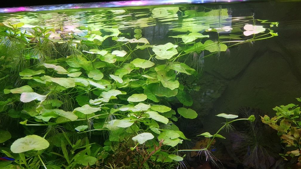 HYDROCOTYLE LEUCOCEPHALA roślina do akwarium 5 sztuk