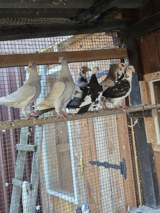 Gołebie Staropolskie