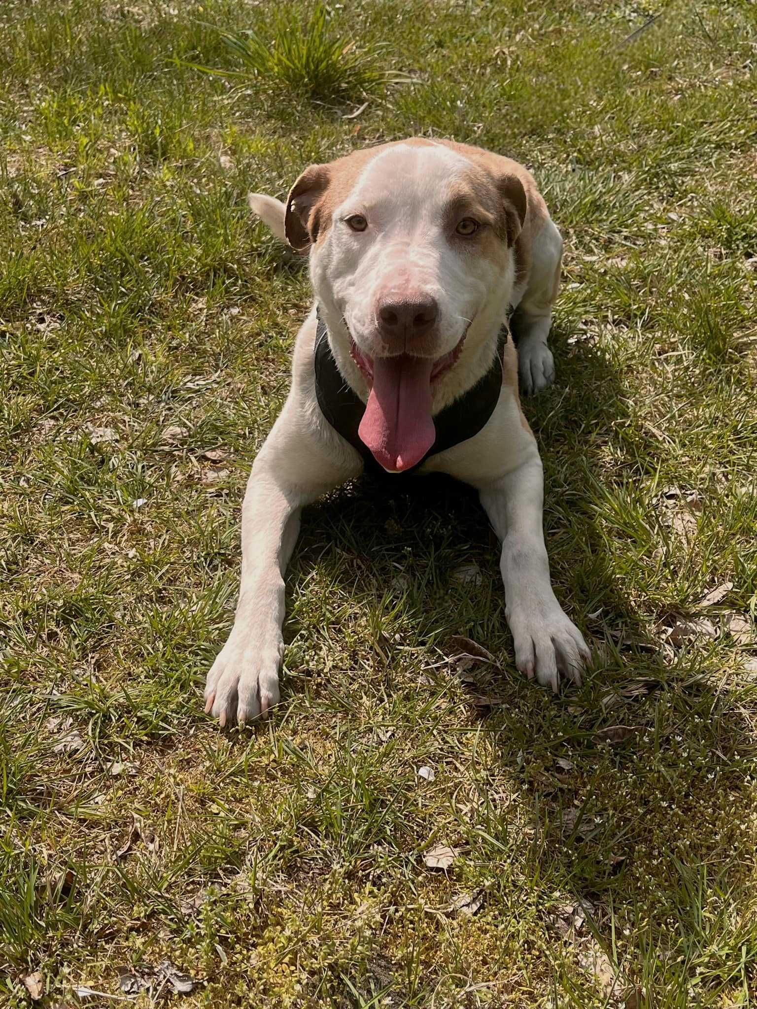 Amstaff, American Staffordshire Terrier  mix rubin  aktualne