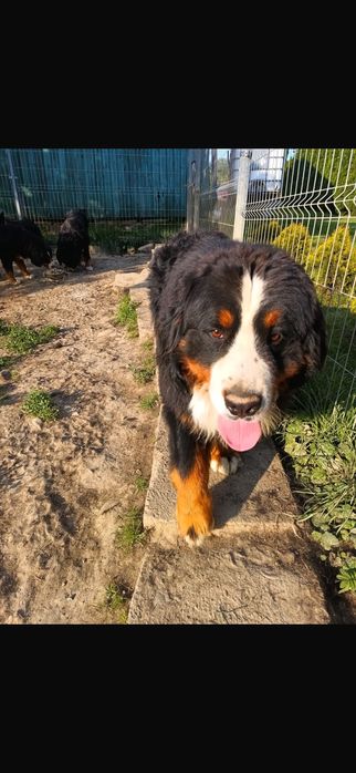 Berneński pies pasterski