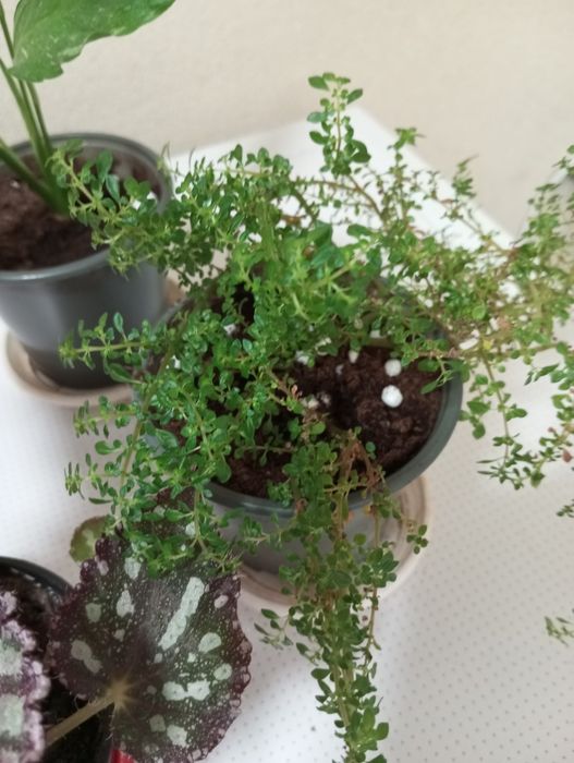 Кімнатні рослини набір спатифілум варієгатний, бегонія Фламенко,пілея