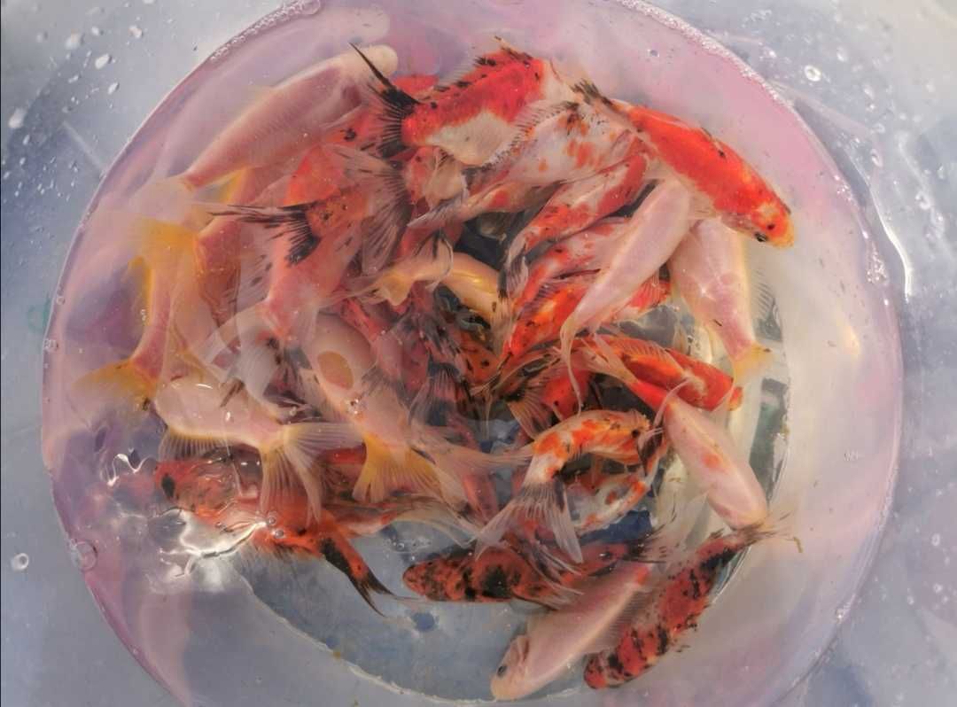 Ryby do stawów oczek wodnych karp karaś lin sum jesiotr sandacz orfa