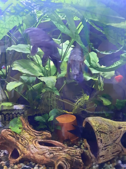 2 kiryśniki i glonojad +gratis!!!