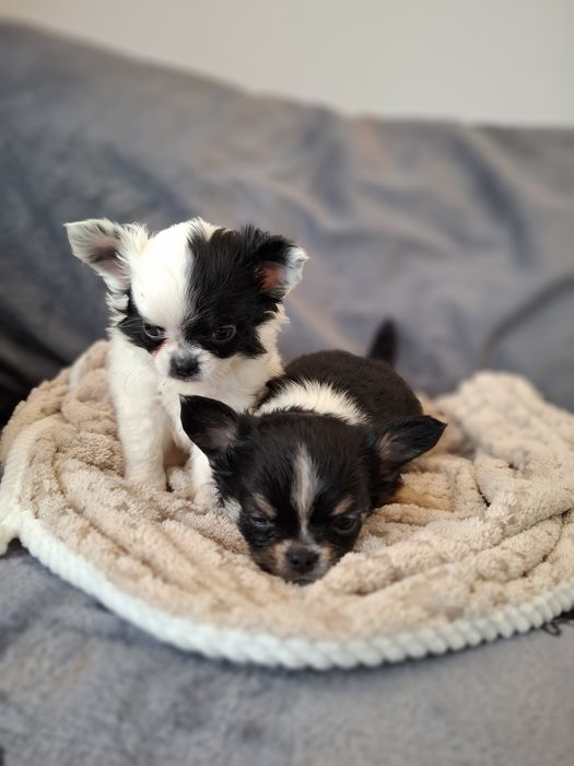 Uroczy długowłosy piesek chihuahua