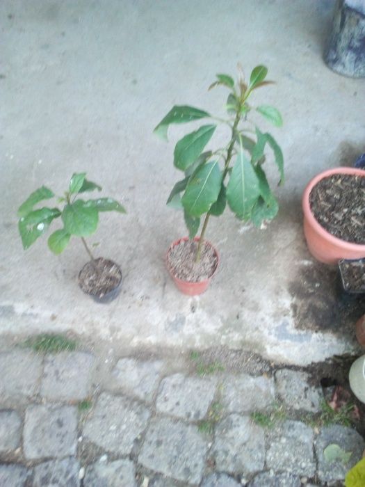Abacateiros em vaso