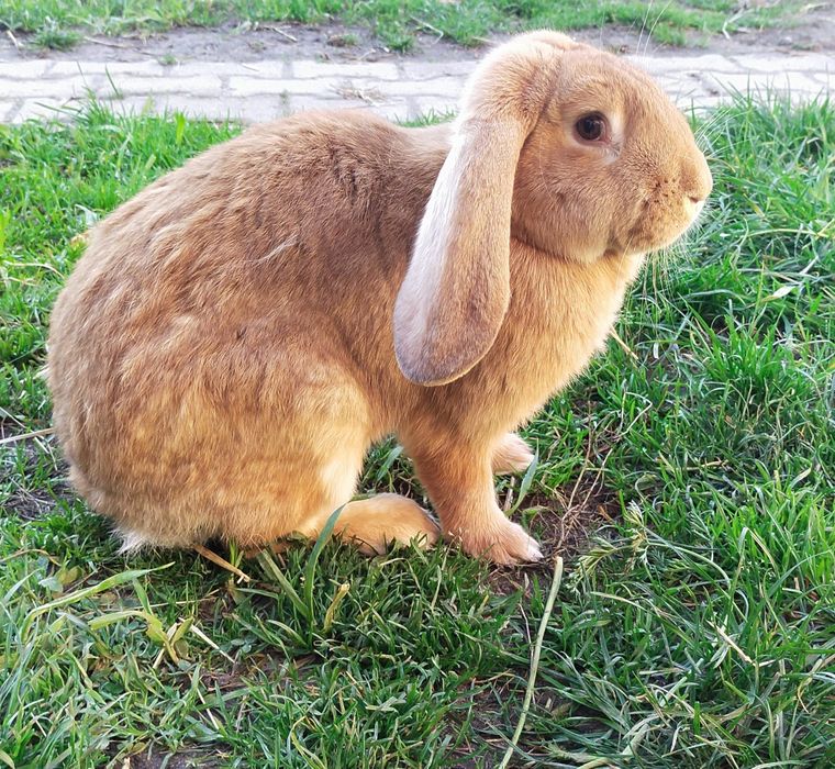 Króliki,baran francuski