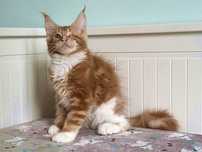 Adopcja: Nemo - rudy kocur Maine Coon – Wrocław