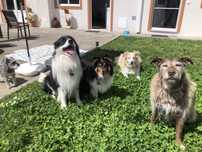Petsitter / Estadias familiares