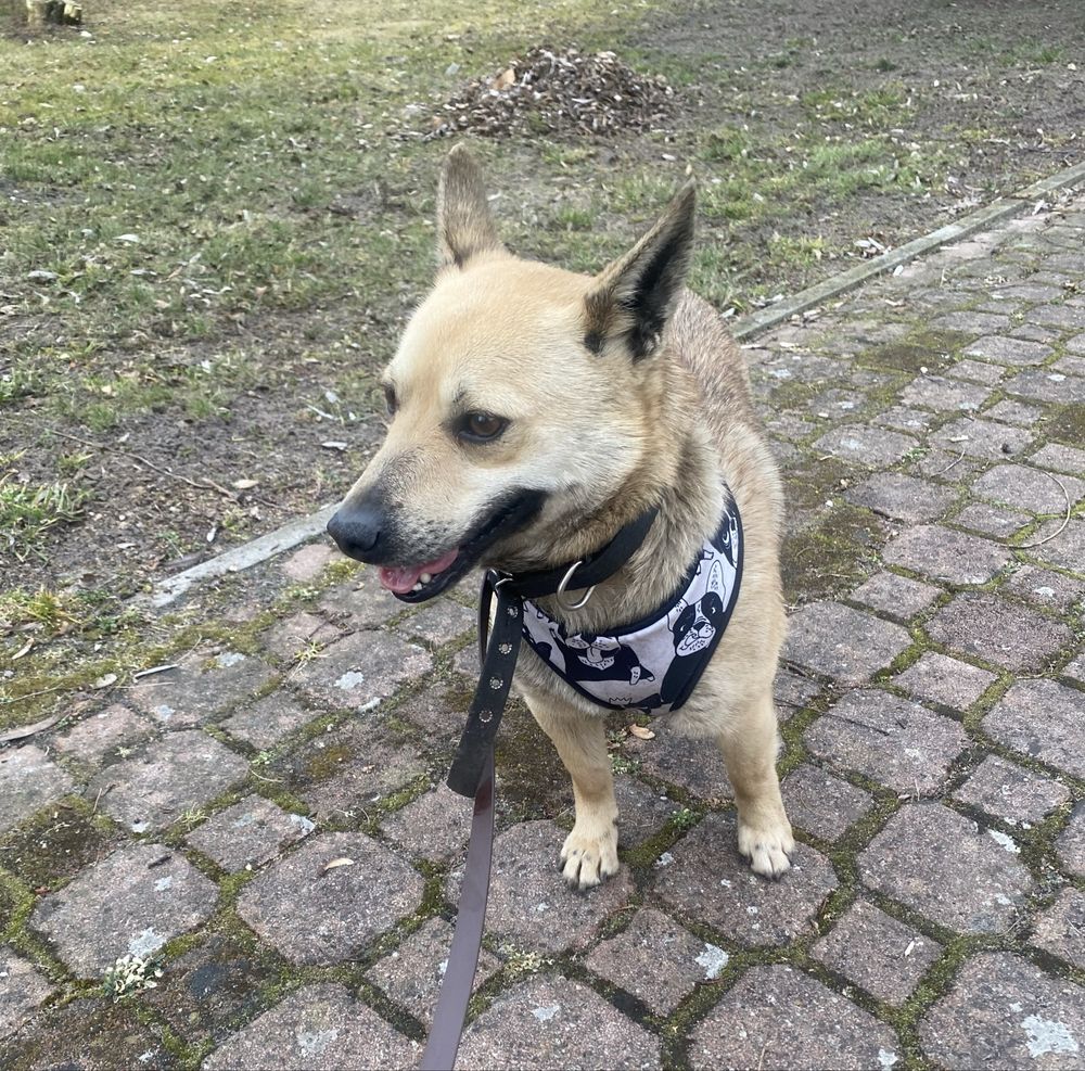 Piesek 3 letni do adopcji
