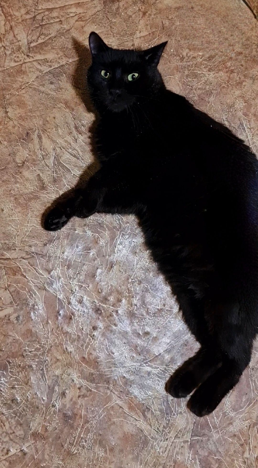 Черный котик чорний кот