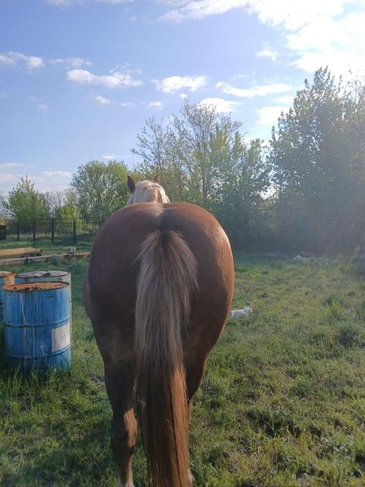 Продам кобилу, 9 років