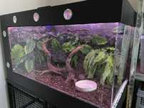 Wąż zbożowy z terrarium