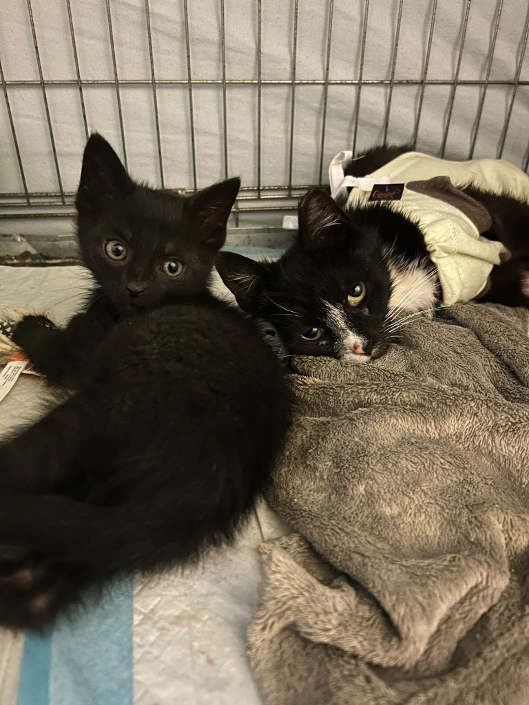 WĘGIELEK i KOKSIK - młode kocurki do adopcji