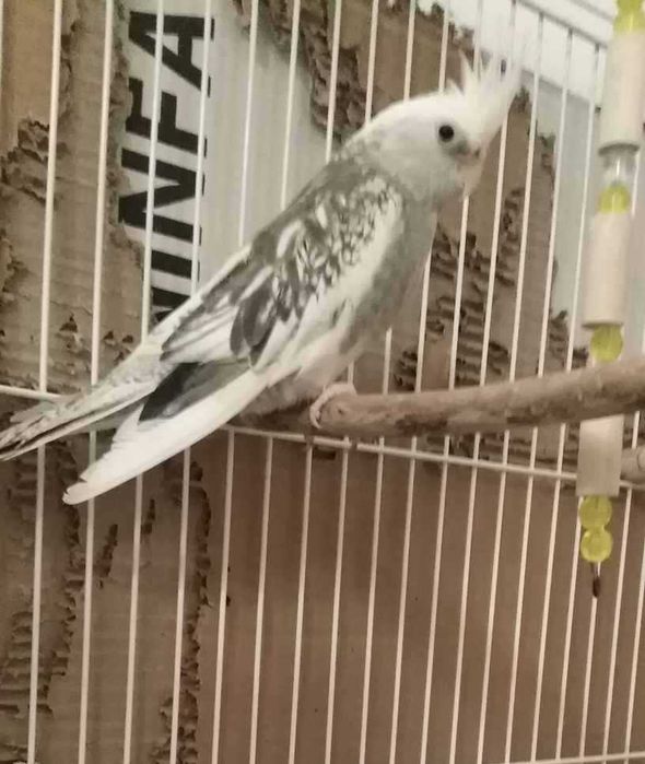 Caturra Fêmea Face Branca