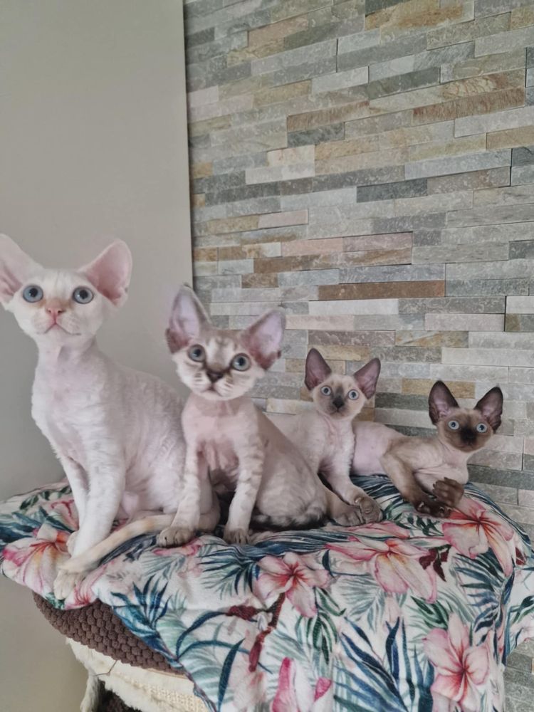 Koty Devon Rex