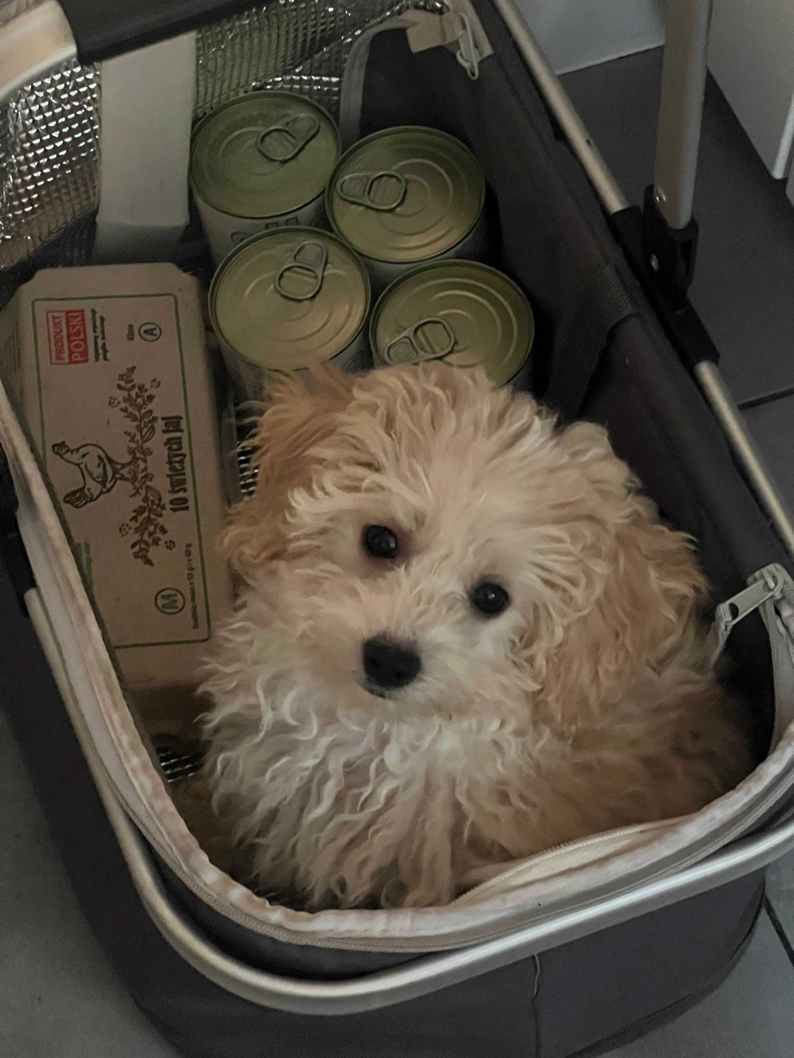 Maltipoo F2 piesek gotowy do odbioru, domowa hodowla