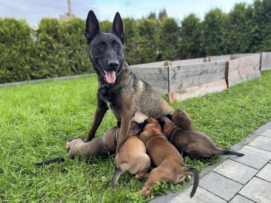 Szczeniak Owczarek Belgijski Malinois FCI