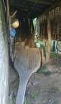 Carro de bois / vacas