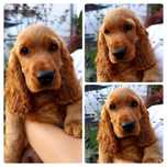 Śliczny Cocker spaniel - gotowy do odbioru