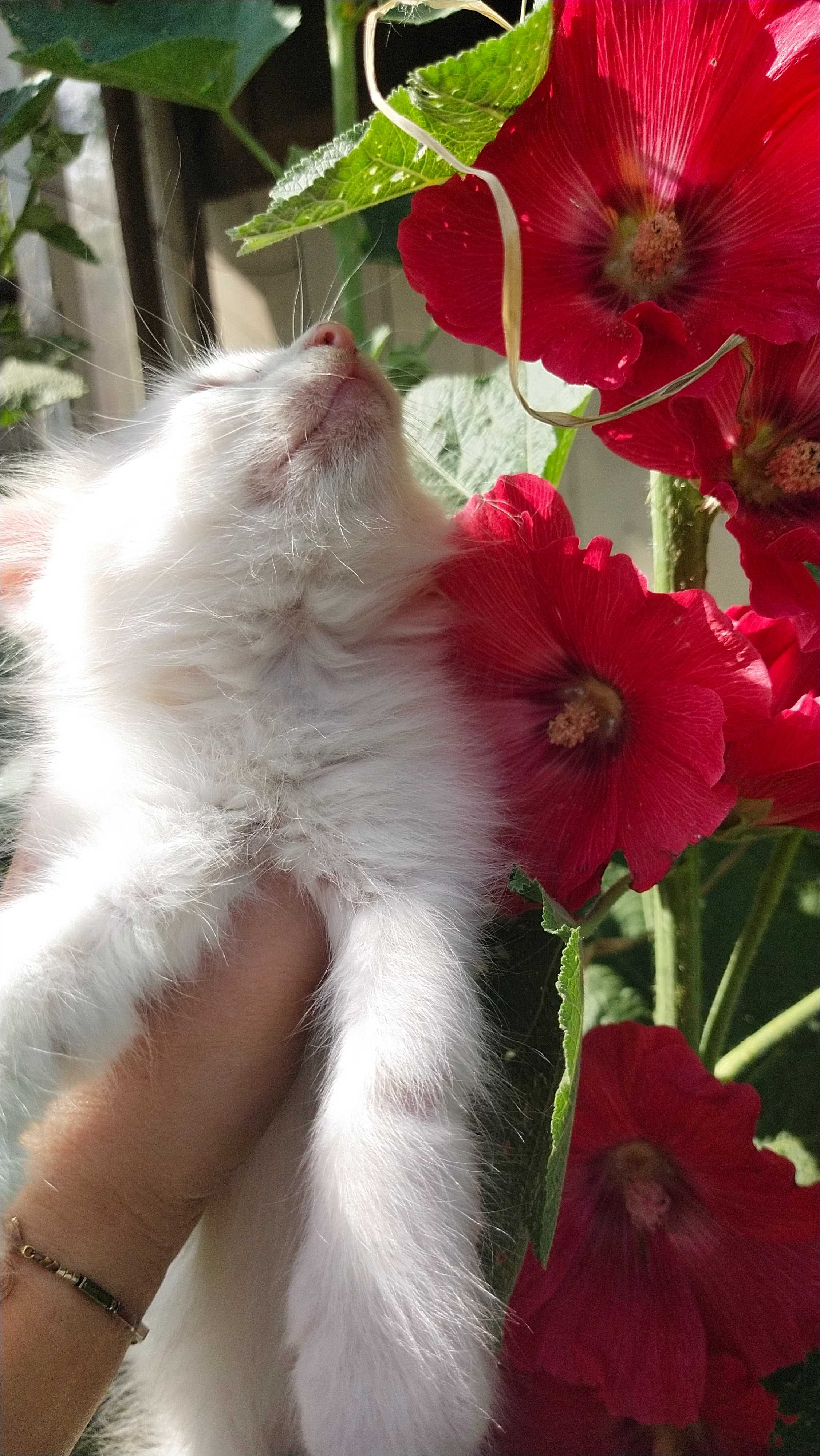 Котик в добрі руки