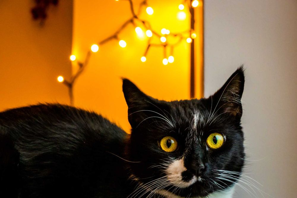 kotki do adopcji bezpośrednio od właściciela