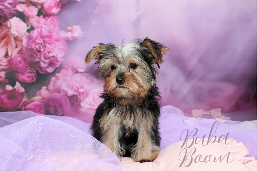 Yorkshire Terrier mini Rodowodowy